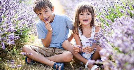 Câu chuyện tình yêu cảm động của loài hoa thủy chung Lavender