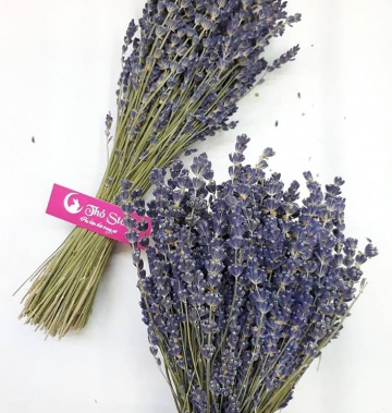 Hoa oải hương - lavender khô