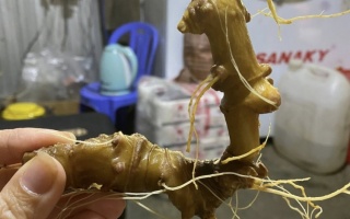 Mua Sâm Ngọc Linh Quảng Nam 