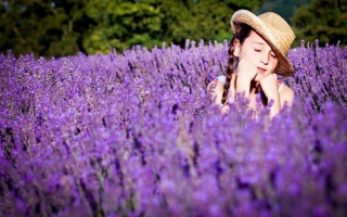 Hoa Oải hương,Lavender khô - trào lưu mới của giới trẻ