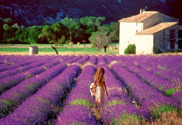 Mùa hoa lavender nở và công dụng bất ngờ của lavender