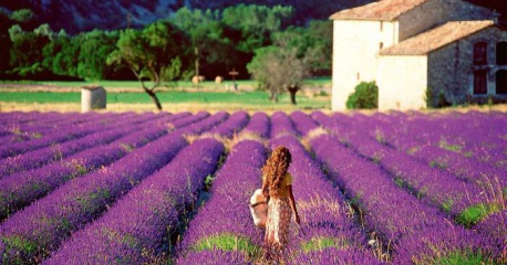 Mùa hoa lavender nở và công dụng bất ngờ của lavender