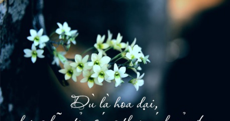 Status hay về hoa và tình yêu cho bạn tự tin thả thính dính ngàn like