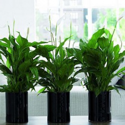 5 loại cây trồng giúp thanh lọc không khí trong nhà