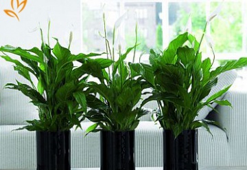 5 loại cây trồng giúp thanh lọc không khí trong nhà