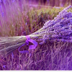 Bạn có biết Ý nghĩa của hoa oải hương – lavender ?