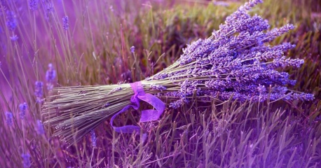Bạn có biết Ý nghĩa của hoa oải hương – lavender ?