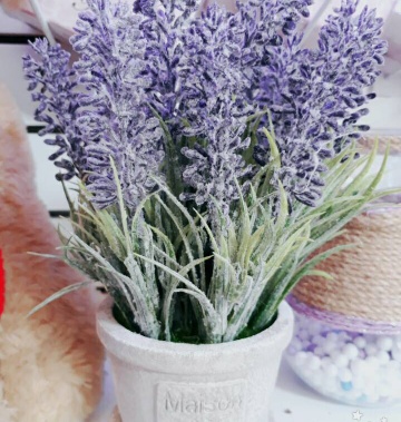 Chậu Hoa Lavender
