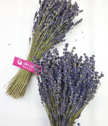 Hoa oải hương - lavender khô