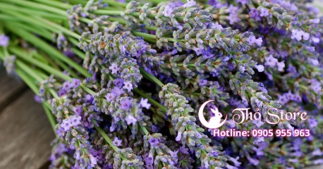 Lavender - Món quà hàn gắn mọi tổn thương