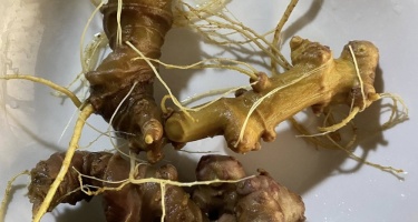 Sâm Ngọc Linh - Quà tặng quý giá cho sức khỏe